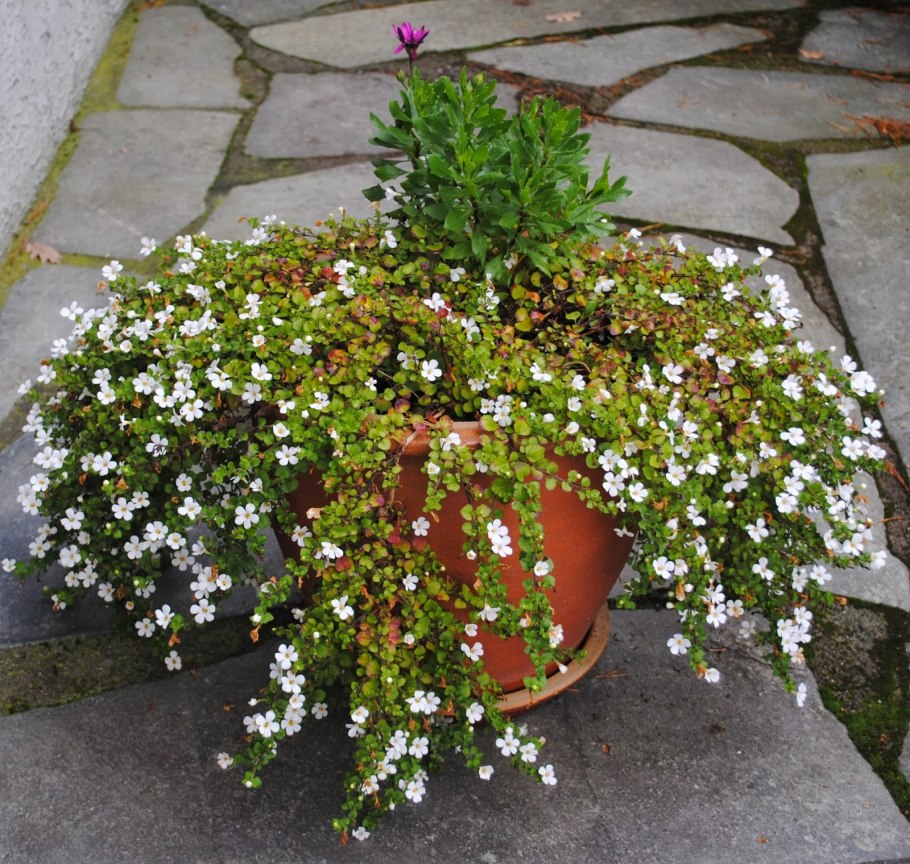 Гелихризум Бакопа