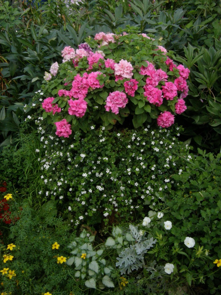 Бакопа на клумбе