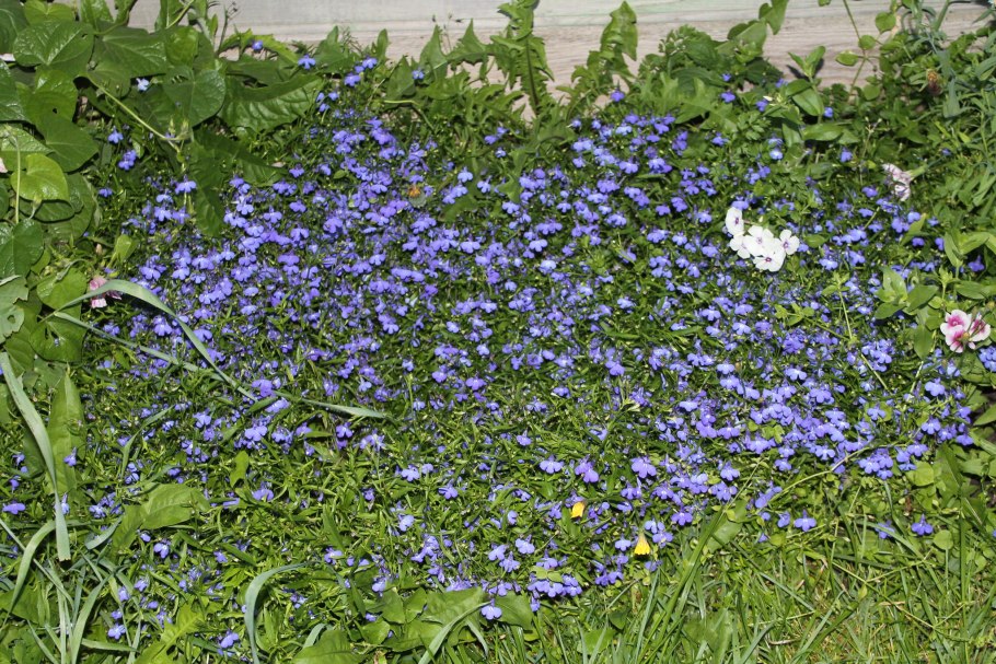 Лобелия портулак Бакопа