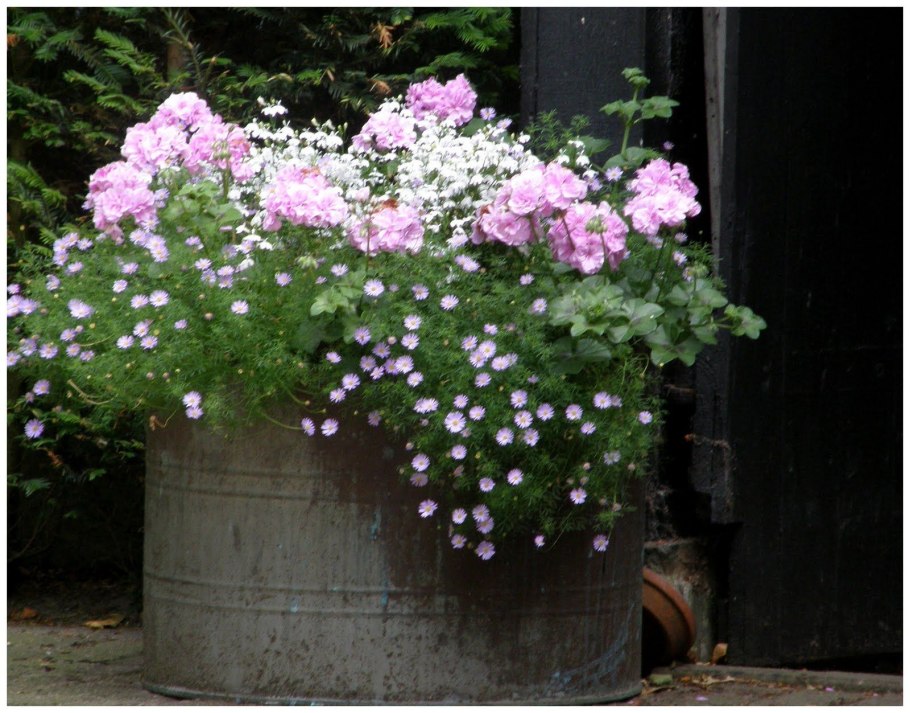 Бакопа ампельная с геранью