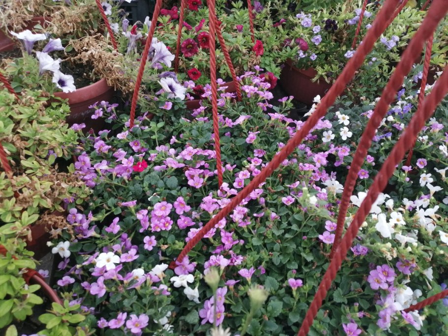 Бакопа на клумбе