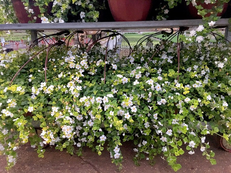 Бакопа ампельная рассада