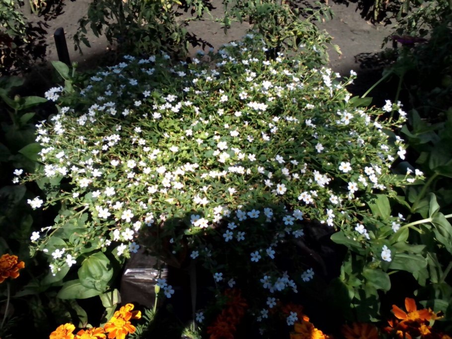 Бакопа Снежная лавина