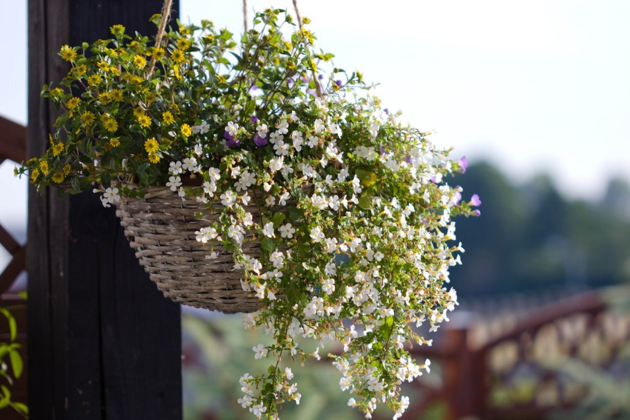 Цветок Бакопа ампельная