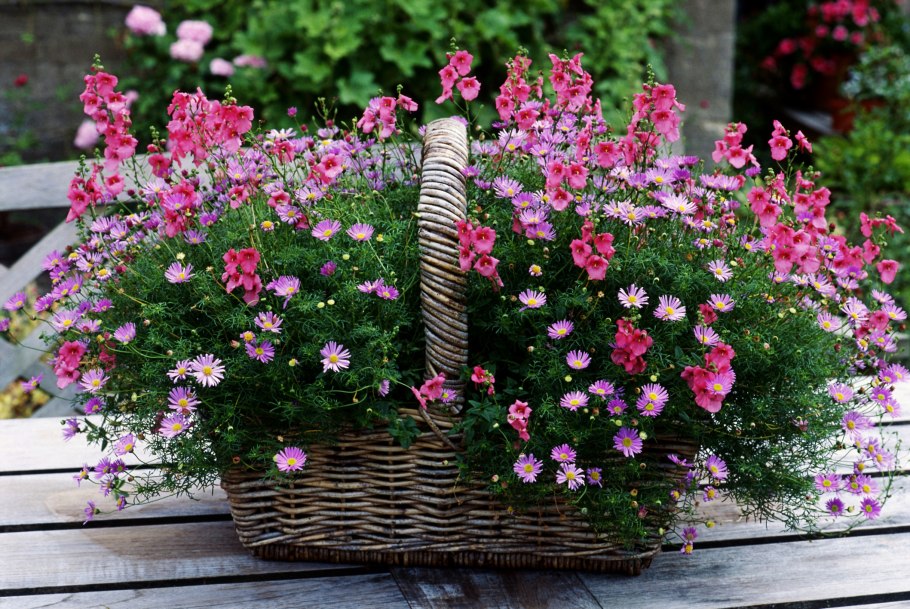 Диасция ампельная Бася