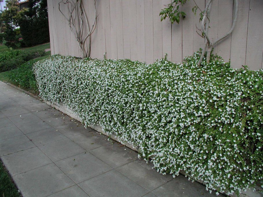 Бакопа стелющаяся