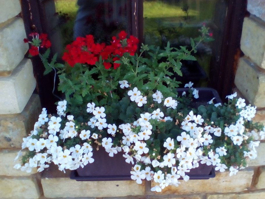 Бакопа Вербена вместе