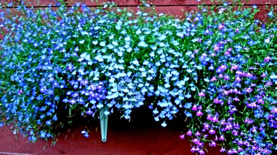 Лобелия ипомея клематис