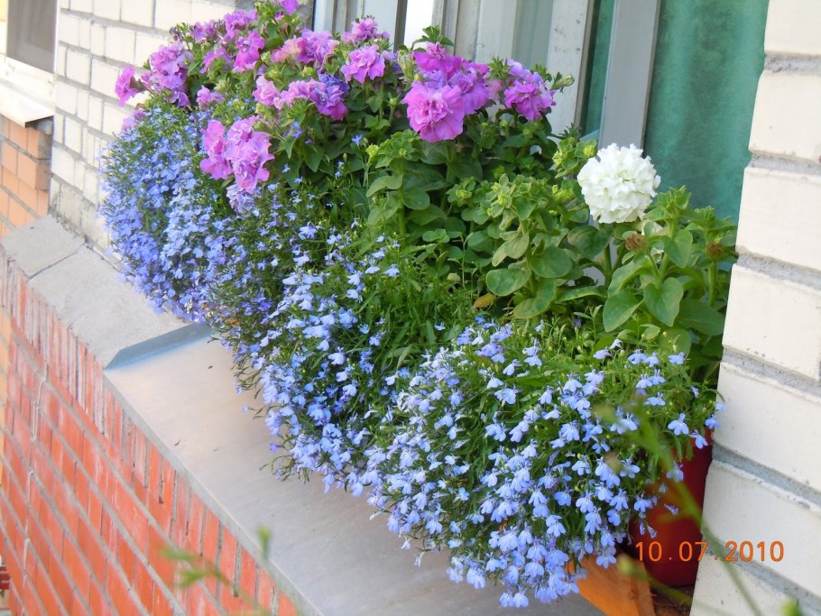 Лобелия балконная