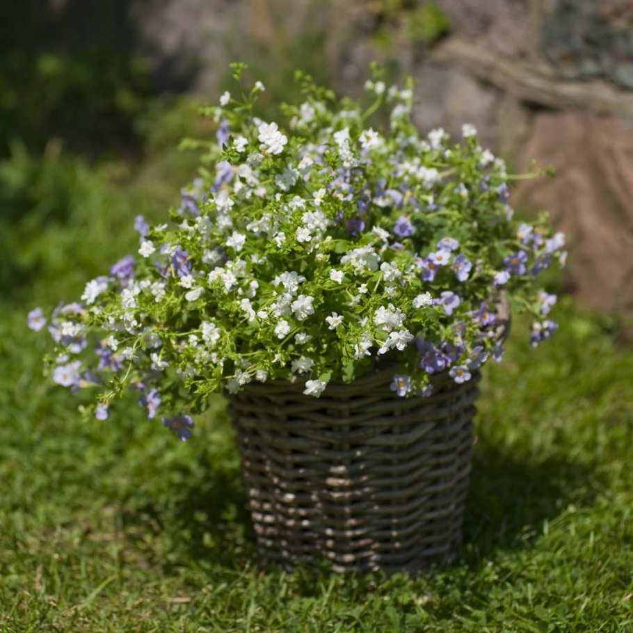 Бакопа Василиса