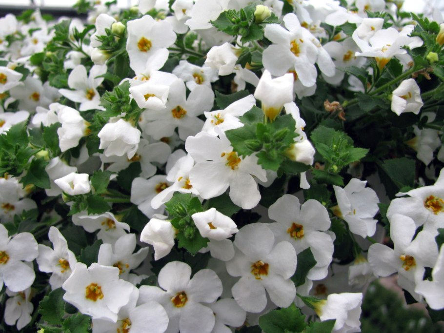 Бакопа сердцевидная