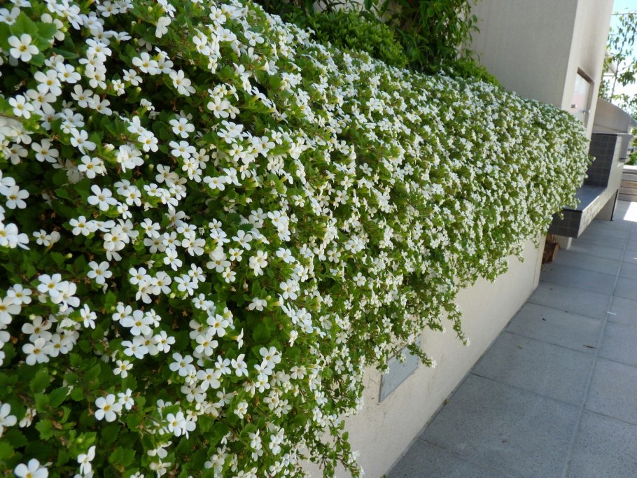 Бакопа белая лавина