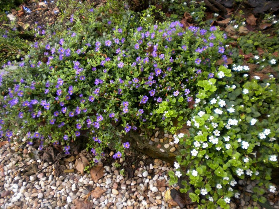 Бакопа розовая лавина