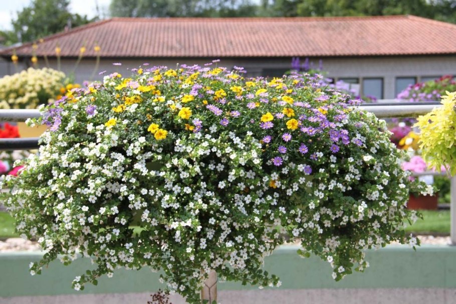 Виола и Бакопа