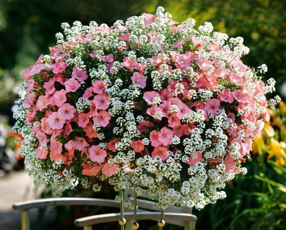 Вербена и алиссум