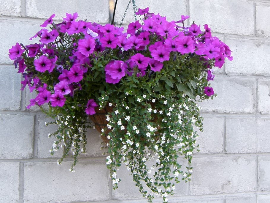 Бакопа с петунией