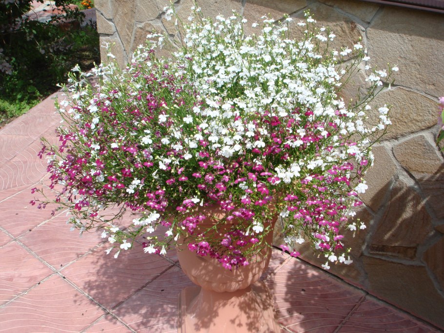 Петунии, лобелия, алиссум