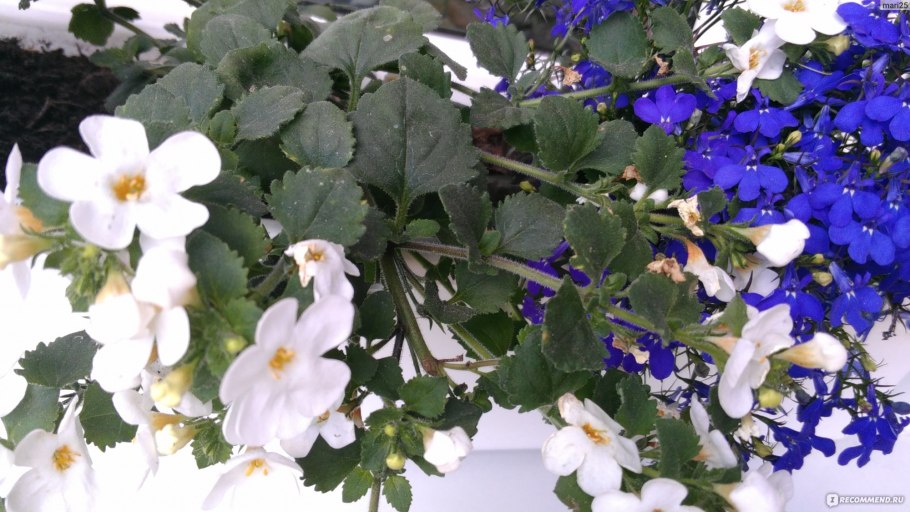 Бакопа в период покоя