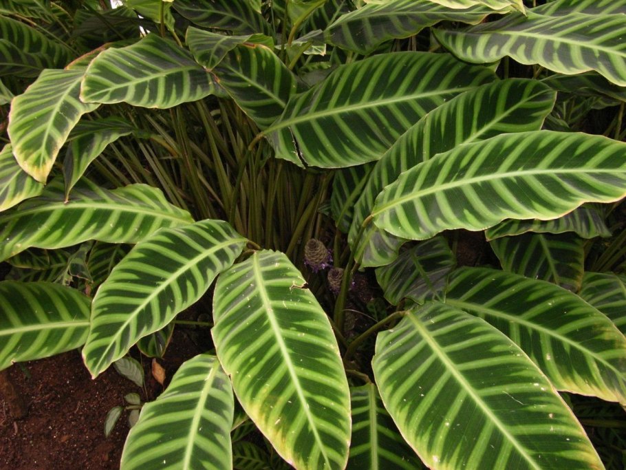 Калатея Zebrina