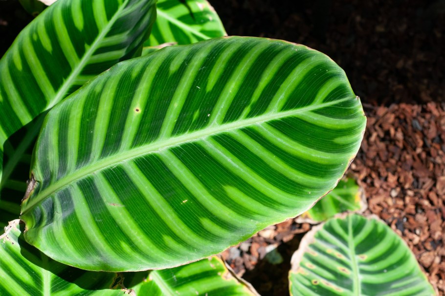 Калатея Бахема