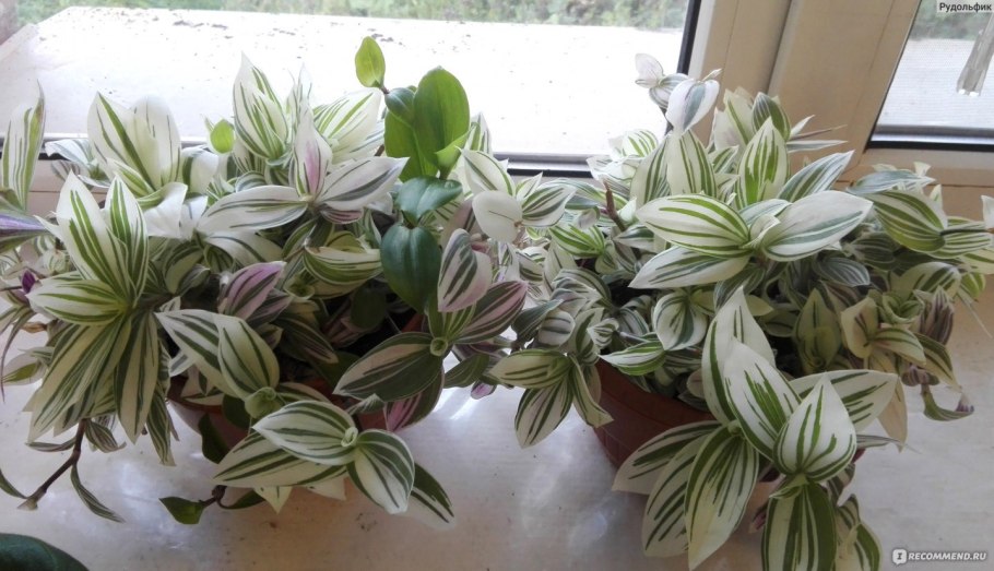 Традесканция зебрина вельвет Хилл