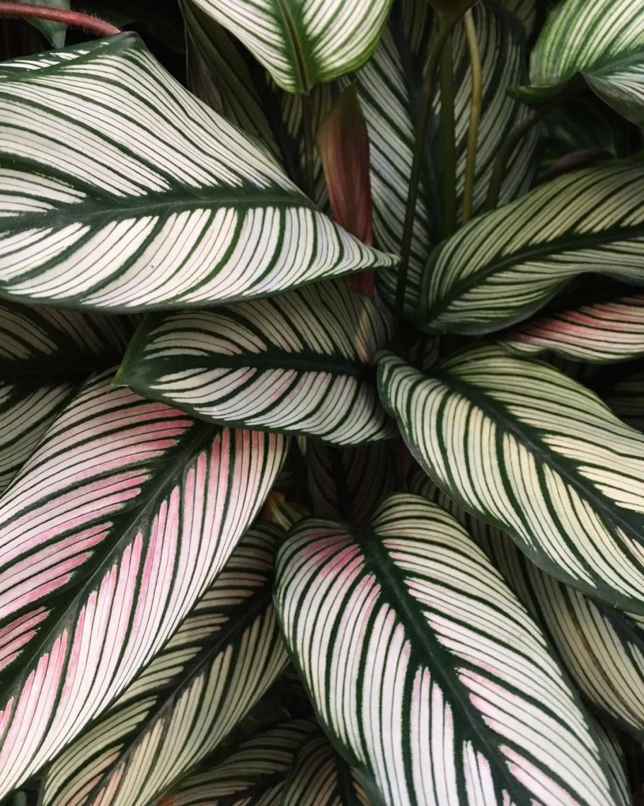 Калатея Псевдовейчиана