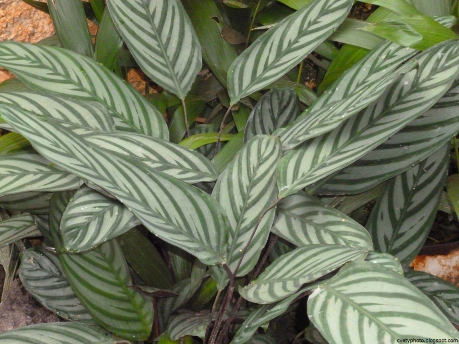 Ктенанта опушенная (Ctenanthe setosa)