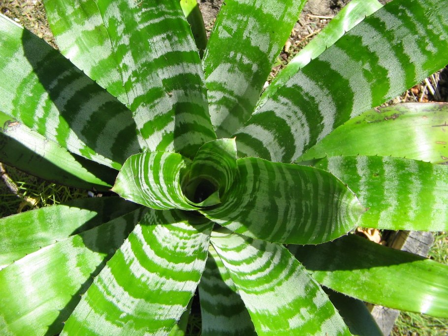 Розеточные растения эхмеи