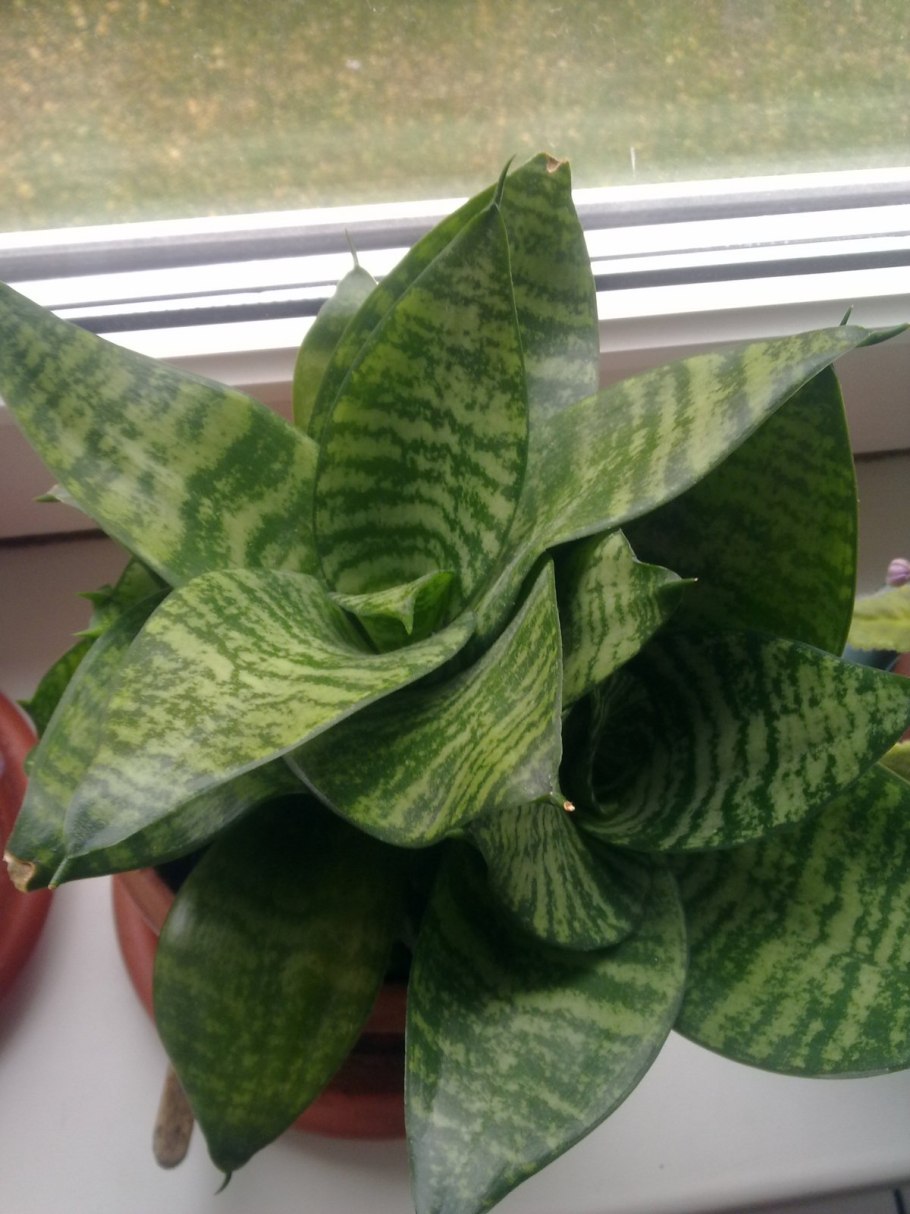 Сансевиерия мужегон