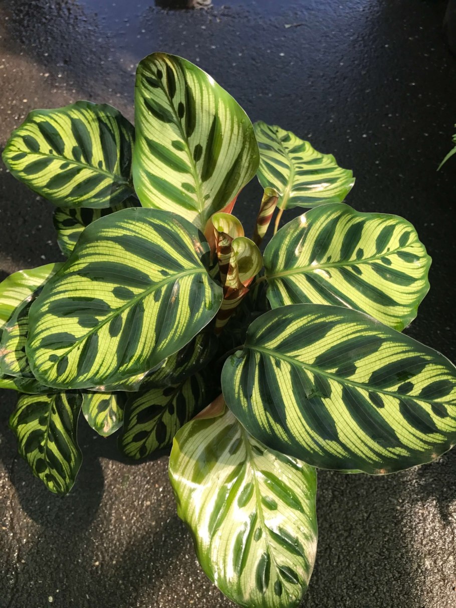 Калатея шафранная