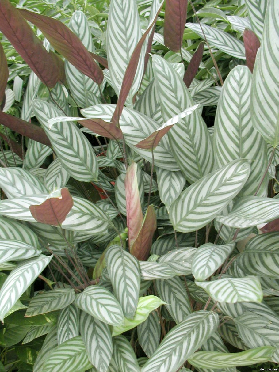 Строманта ктенанта