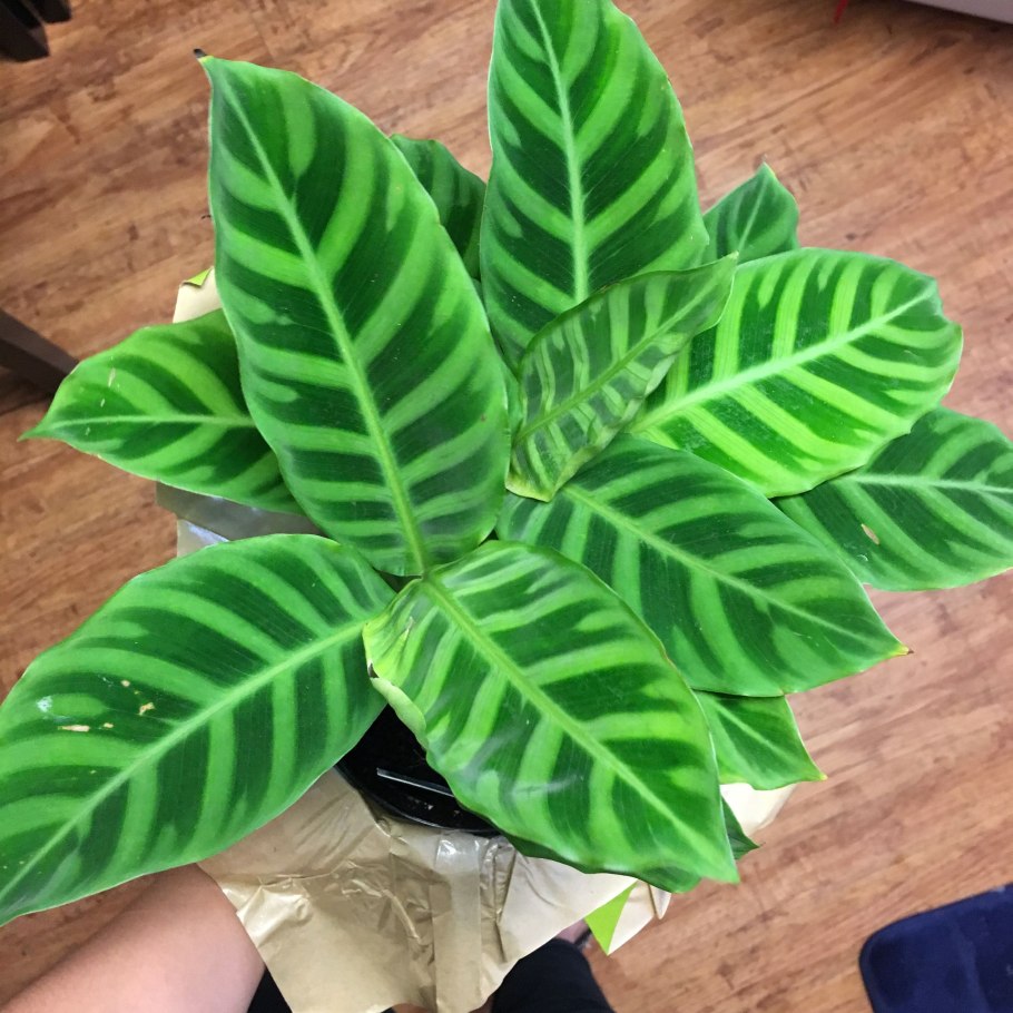 Калатея маранта