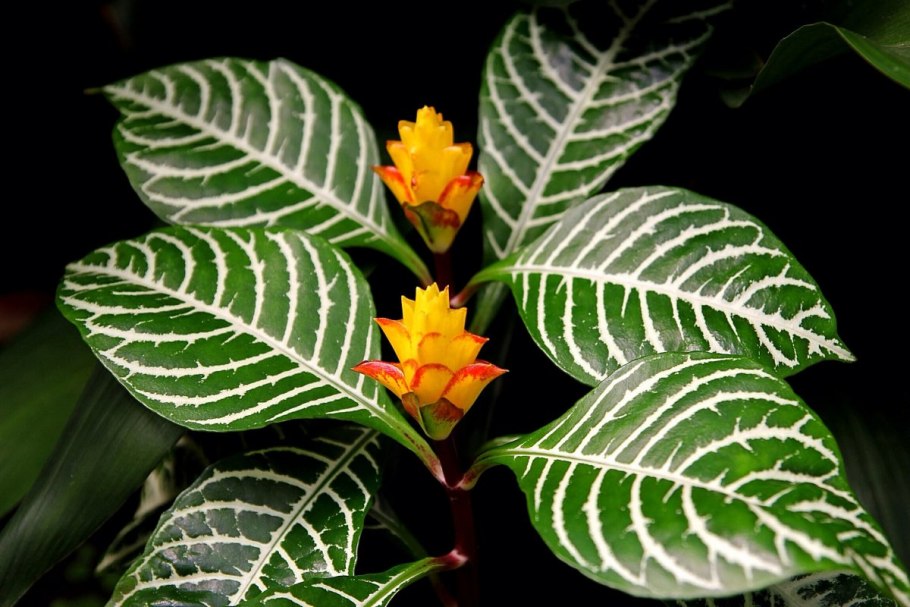 Афеландра цветок