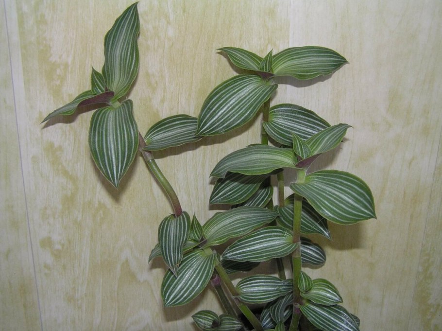 Традесканция каллизия Элеганс