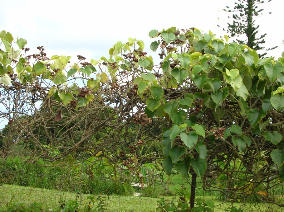 Роза Гавайская (Argyreia nervosa)