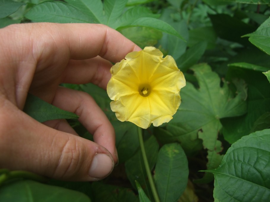 Гавайская древовидная роза семена