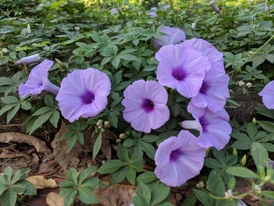 Семена гавайской розы