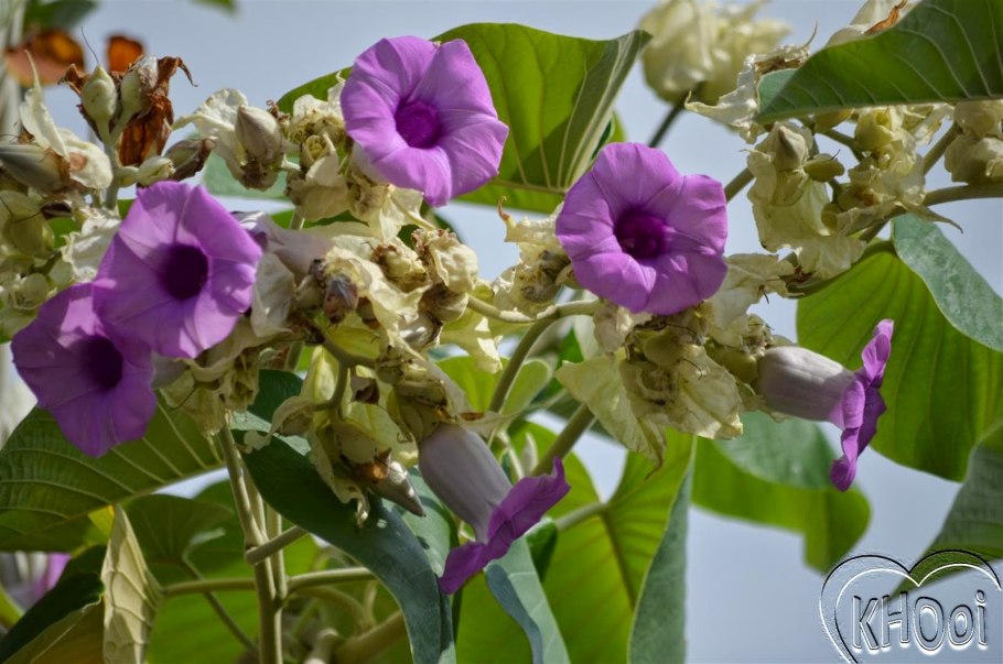 Гавайская древовидная роза семена