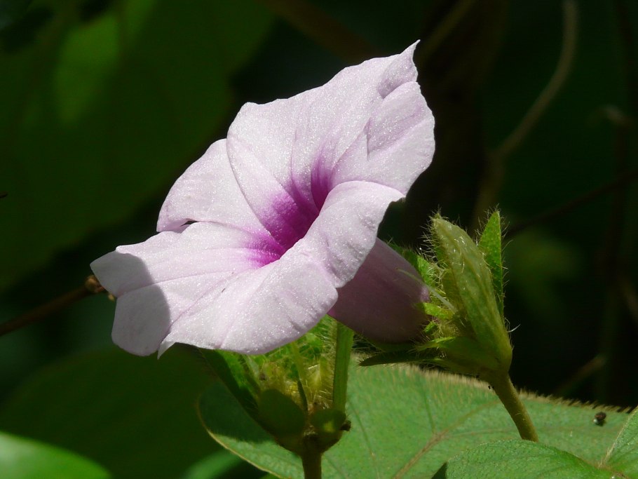 Гавайская роза дурман