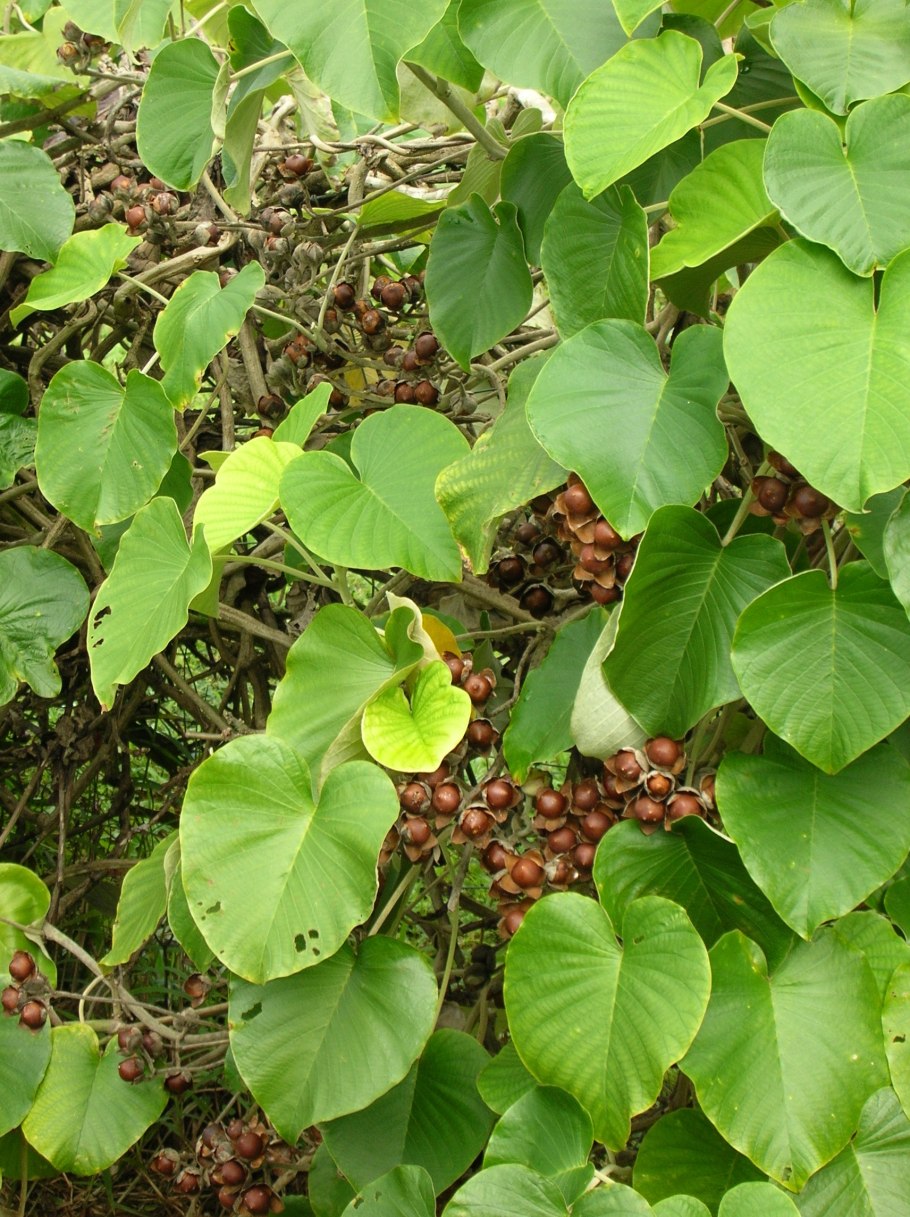 АЛОХА оранжевая роза