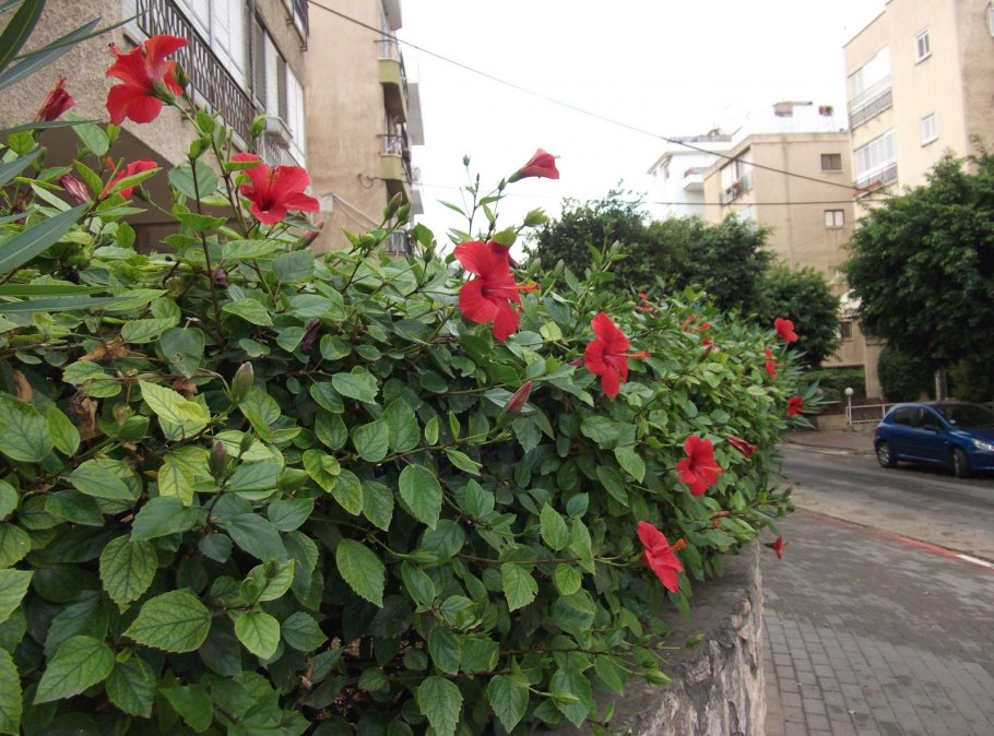 Плюмерия и розы