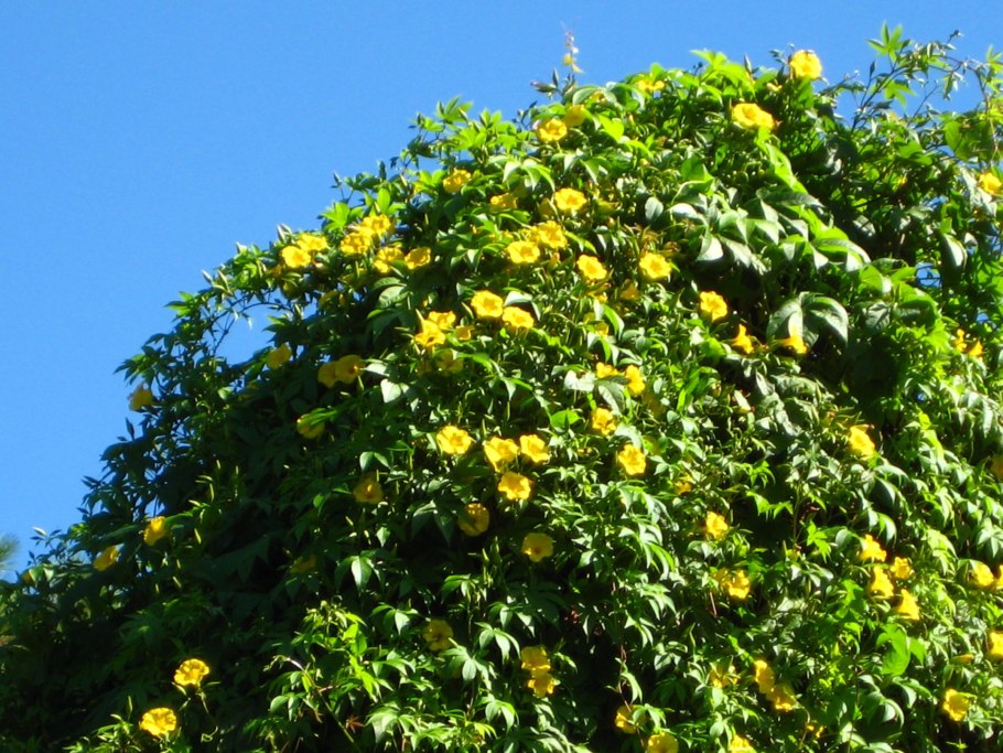 Роза Гавайская