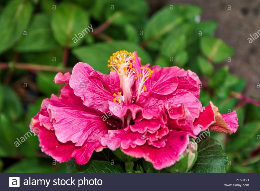 Аргирея нервоза