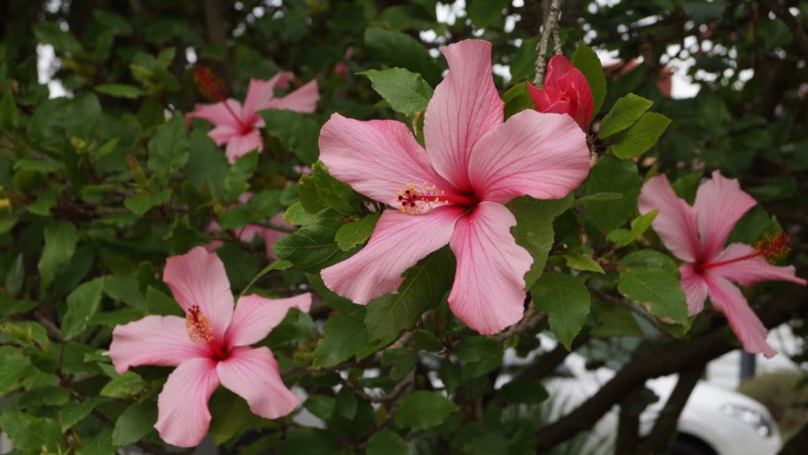 Argyreia nervosa семена