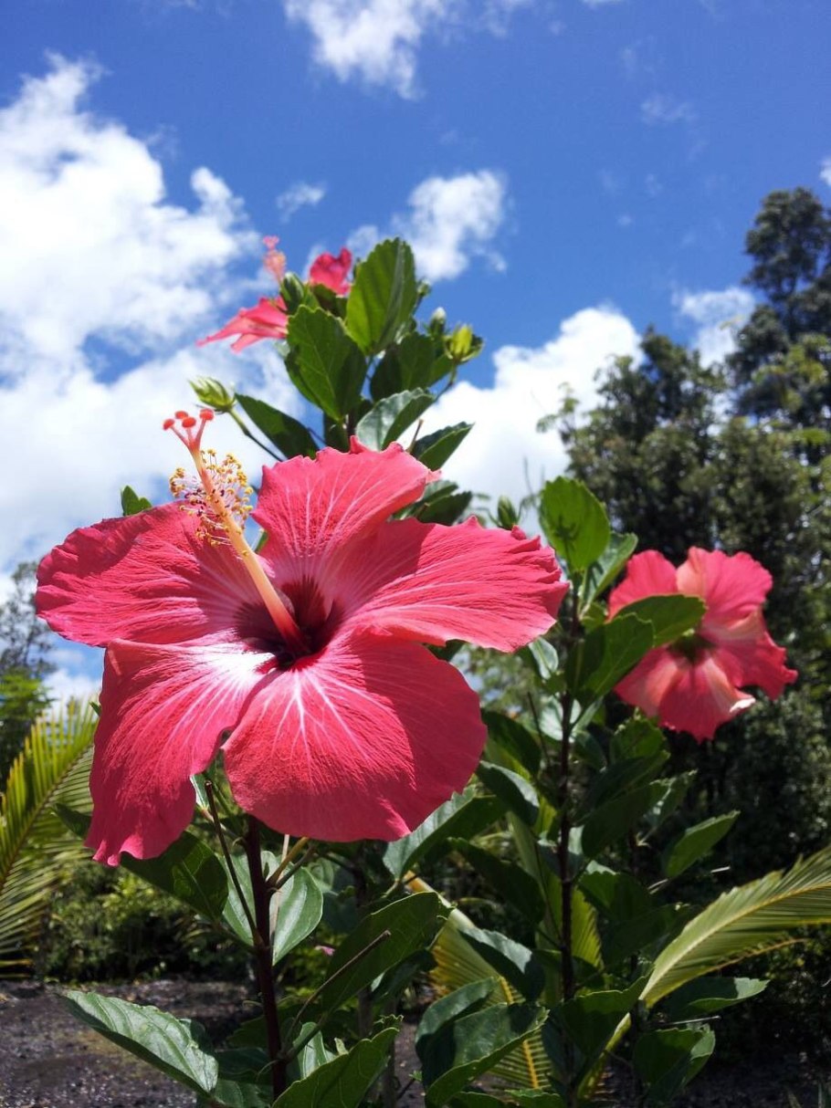 Мерремия клубневая (Merremia tuberosa)
