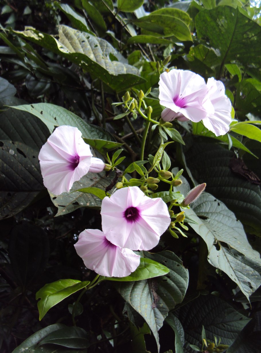 Гибискус Laguna Yellow