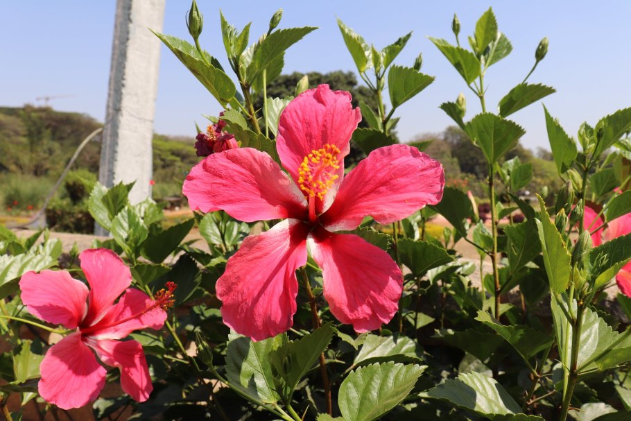 Роза Гавайская на даче