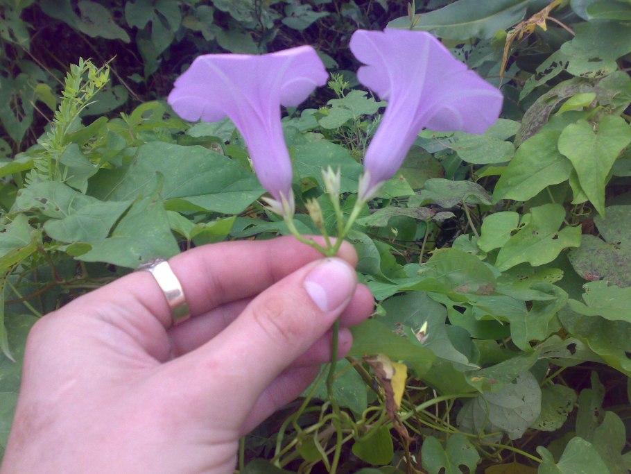 Роза Гавайская