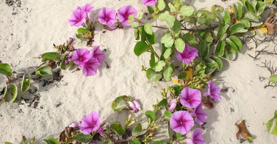 Малая Гавайская древовидная роза купить