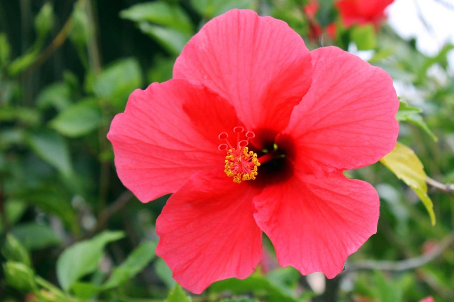 Hawaiian Yellow гибискус